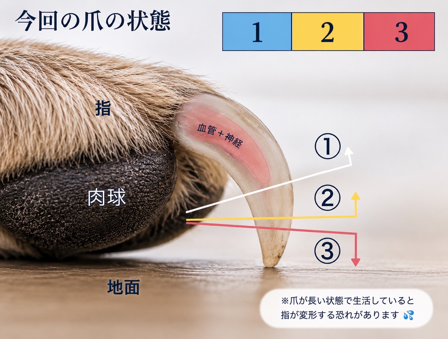 爪の解剖図