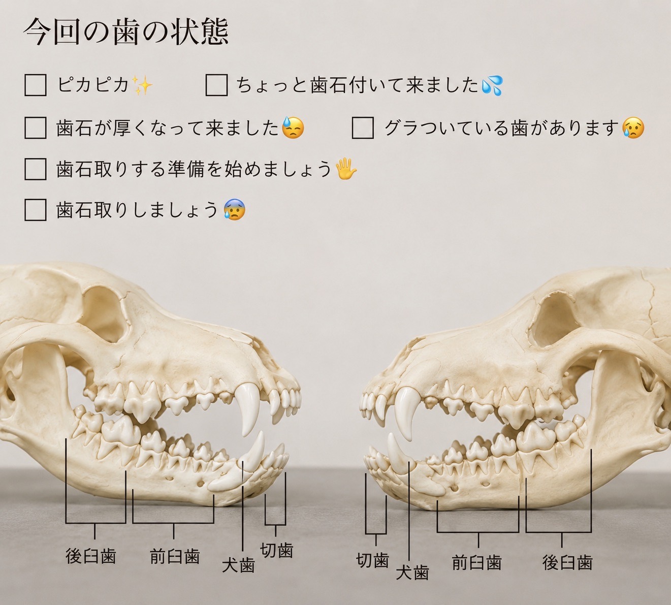 歯の頭骨解剖図